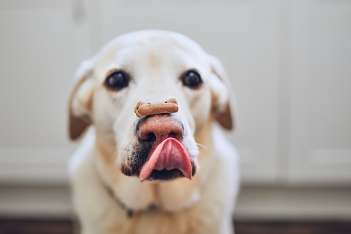 Bien nourrir son chien : priorisez la qualité