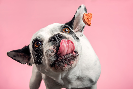 Des aliments personnalisés selon les besoins de chaque chien