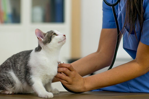 3 signes pour évaluer la santé de votre chat