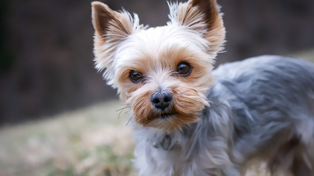 Harnais pour petit chien : pourquoi c'est souvent le meilleur choix pour sa santé ?